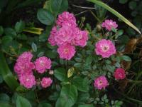 Rosa 'Imola' ruža rastlina Rosa 'Imola' ruža rastlina