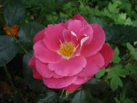 Růže 'Rejtö Jenö' - Mnohokvěté růže