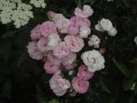 Rosa 'Andikó'  ruža rastlina