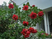 Růže 'Sympathie' (Rosa)