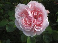 Růže 'Cinderella' (Rosa)