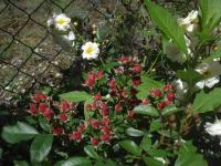 Růže 'Fraise des Bois' (Rosa)