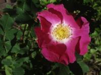 Růže arkansaská (Rosa arkansana)