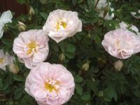 Růže 'Stanwell Perpetual' (Rosa)