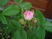 Růže damascénská 'Jacques Cartier' (Rosa x damascena)