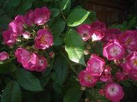 Růže 'Marika' (Rosa)