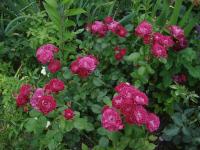 Růže 'Domaine de St Jean de Beauregard' - Mnohokvěté růže (Rosa)