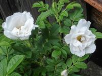 Růže svraskalá 'Blanc Double de Couber' (Rosa rugosa)