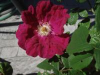 Růže svraskalá 'Carmen' (Rosa rugosa)