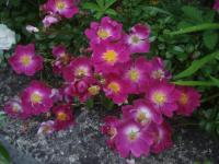 Růže 'Ckollo' - Pokryvné růže (Rosa)