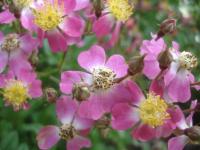 Růže 'Medzičilizie' - Pokryvné růže (Rosa)