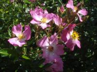 Růže 'Petrás Incze János' - Pokryvné růže (Rosa)