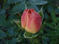 Růže 'Queen of Hearts' - Mnohokvěté růže (Rosa)