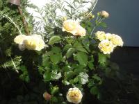 Růže 'Rebecca Mary' - Mnohokvěté růže (Rosa)