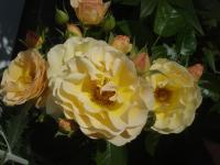 Růže 'Rebecca Mary' - Mnohokvěté růže (Rosa)