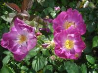 Růže 'Violetta' - Mnohokvěté růže (Rosa)
