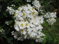 Růže 'Baletka' (Rosa)
