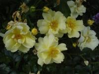 Růže 'Celina' - Pokryvné růže (Rosa)