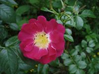 Růže 'Lipstick' - Pokryvné růže (Rosa)