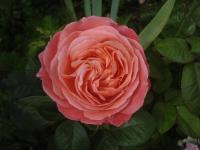 Růže 'Kore' - Sadové růže (Rosa)