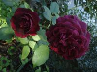Růže 'Munstead Wood' - Sadové růže (Rosa)