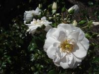 Růže 'Vierge Folle' - Sadové růže (Rosa)
