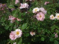 Růže 'Clair Matin' - Pnoucí růže (Rosa)