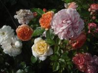 Růže 'Chippendale' - Velkokvěté růže (Rosa)
