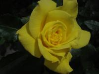 Růže 'Landora' - Velkokvěté růže (Rosa)