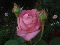 Růže 'Mon Petit Chou' - Velkokvěté růže (Rosa)