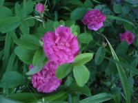 Růže 'Mogador' (Rosa)