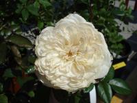 Růže 'Sombreuil' (Rosa)