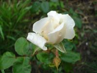 Růže 'Sombreuil' (Rosa)
