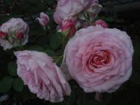 Růže 'James Galway' - Anglické růže (Rosa)