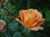 Růže 'Lady of Shalott' - Anglické růže (Rosa)