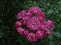 Růže 'Academia Istropolitana' - Mnohokvěté růže (Rosa)