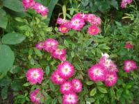 Růže 'Ciocarlia' - Mnohokvěté růže (Rosa)