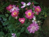 Růže 'Hejce' - Mnohokvěté růže (Rosa)