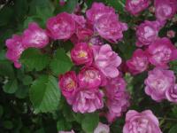 Růže 'ML Sitno' - Pnoucí růže (Rosa)