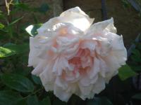 Růže 'Rylona' - Pnoucí růže (Rosa)