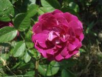 Růže 'Suridahel' - Skalkové růže (Rosa)