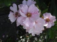 Růže 'Szelle Mama' - Skalkové růže (Rosa)