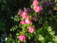 Růže 'URBS Regiae' - Mnohokvěté růže (Rosa)