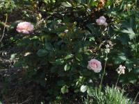 Růže 'Zóra Lili' - Mnohokvěté růže (Rosa)