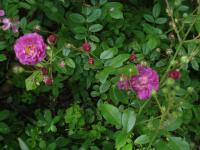 Růže 'Mor Ho' - Pokryvné růže (Rosa)