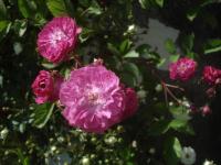 Růže 'Mor Ho' - Pokryvné růže (Rosa)