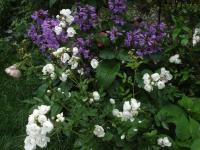 Růže 'Anna Maria de Montravel' (Rosa)