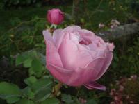 Růže 'Dieter Müller' - Velkokvěté růže (Rosa)