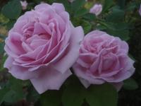 Růže svraskalá 'Conrad Ferdinand Meyer' (Rosa rugosa)