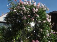 Růže Wichurové 'Edmond Proust' (Rosa wichuraiana)